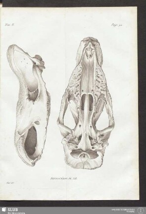 Rhinocéros Pl. XII
