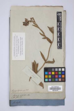 Anchusa versicolor Stev.
