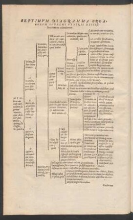 Septimum Diagramma Organorum Supremi Ventris Distributionem continens.