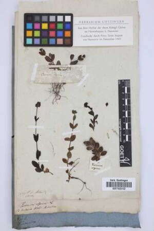 Veronica alpina L.