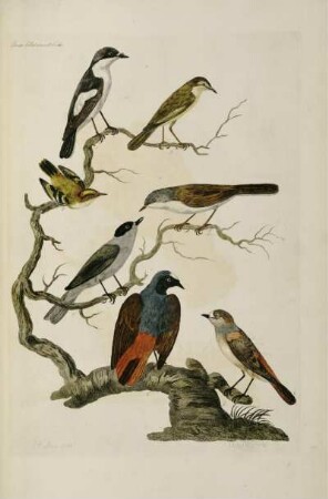 Slender billed small birds