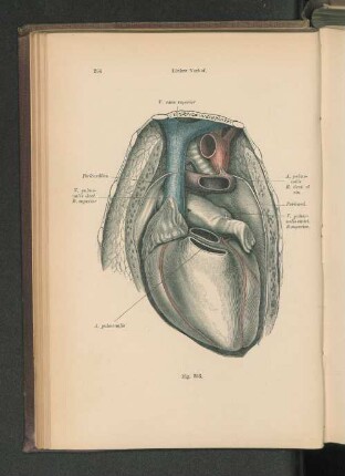 Fig. 253. Linker Vorhof.
