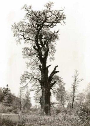 Großharthau. Alte Eiche (Quercus) an der Röder in der Nähe des Schlossparks