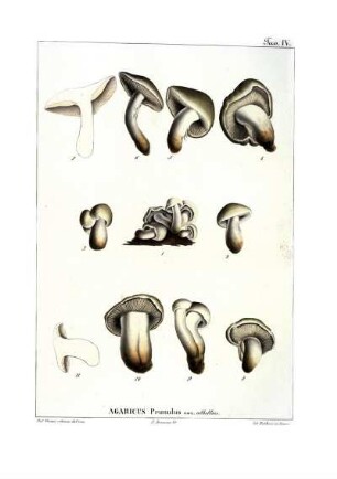 Tav. IV. Agaricus Prunulus var. albellus