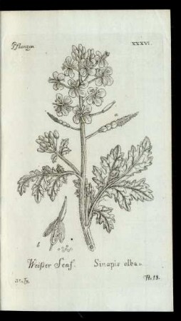No 18. Weisser Senf. Sinapis alba