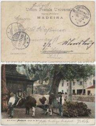 Holztransport mit Ochsenkarren auf Madeira
