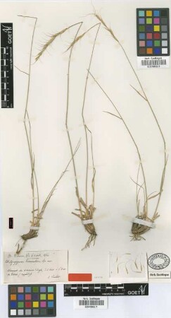 Agropyron divaricatum Boiss. & Balansa [type]