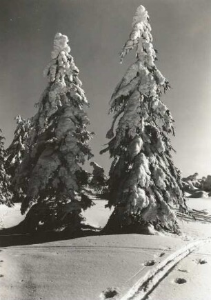 Osterzgebirge. Verschneite Fichten am Rand des Georgenfelder Hochmoores