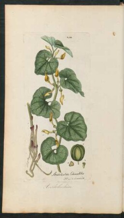 254. Aristolochia clematitis