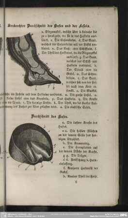 Senkrechter Durchschnitt des Hufes und der Fesseln / Durchschnitt des Hufes