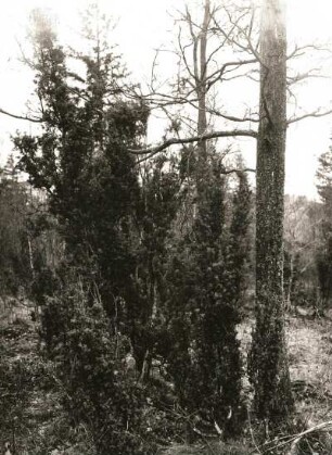 Gemeiner Wacholder (Juniperus communis), auch Heide-Wacholder im Naturschutzgebiet Rothstein bei Löbau