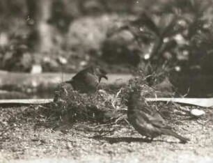 Haussperling (Passer domesticus L.) beim Sammeln von Nistmaterial