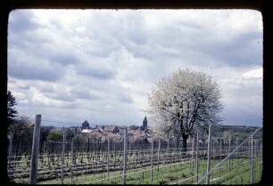 Burkheim am Kaiserstuhl