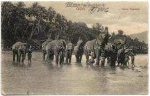 Elefanten in Ceylon, Postkarte von der parlamentarischen Studienreise nach Ostasien des Reichstagsabgeordneten Dr. Georg Lucas