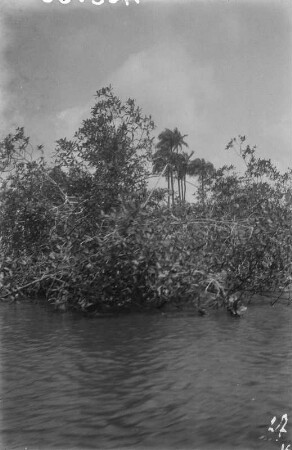 Uferlandschaft : Vegetation am Ufer des St. Paul Rivers.