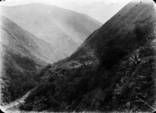 Andenvegetation : Bergtal mit Agaven, Bromelien, Baumwolle und Mimosen