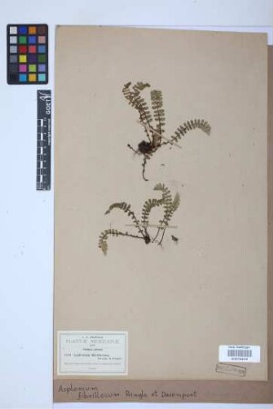 Asplenium fibrillosum Pringle & Davenp.