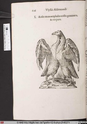 Anser monocephalos collo geminato, & corpore.