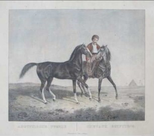 Farblithographie mit Titel »Aegyptische Pferde«