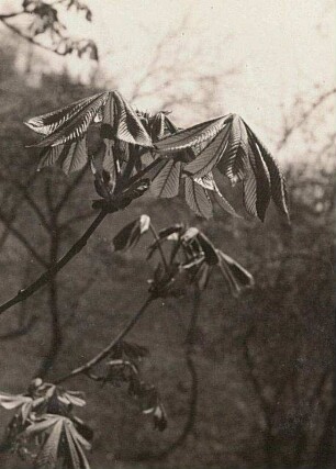 Gewöhnliche Rosskastanie (Aesculus hippocastanum), auch Gemeine Rosskastanie oder Weiße Rosskastanie im Austrieb