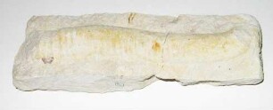 "Ammonit" Anisoceras
