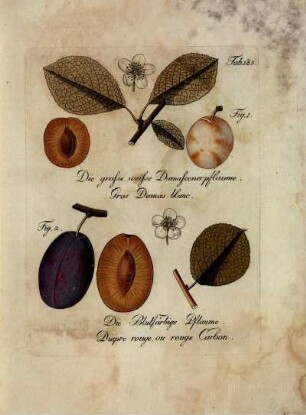 Tab. 185. Fig. 1. Die grosse weisse Damascenerpflaume [...] Fig. 2. Die Blutfärbige Pflaume [...]