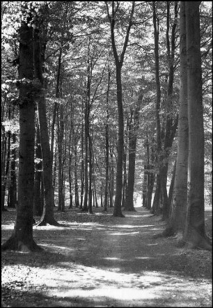Marienwerder, Klosterwald