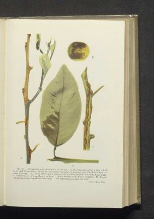 Fig. 91. A-C - Citrus-blast and Exanthema on orange.