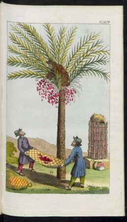 Taf. XIV. Fig. 48. - Fig. 52.