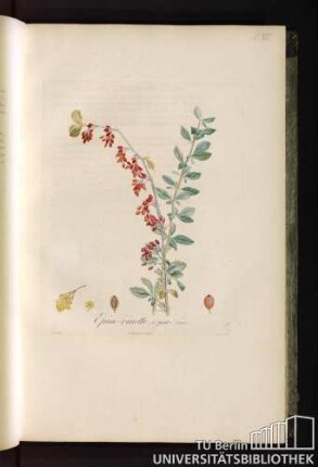 Pl. XIII. Épine-vinette à petit fruit.