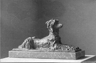 Afghanischer Windhund