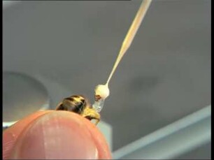 Instrumental Insemination of Honey Bee Queens