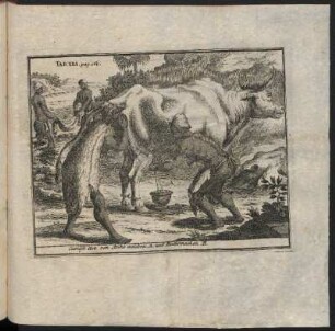 Curiöse Art von Kühe melcken und Buttermachen