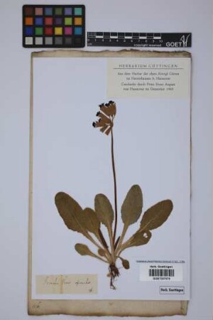 Primula veris officinalis (L.) Ehrh.
