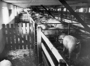 In einer Schweinezüchtanlage bei Holstein. Blick in den großen Schweinestall. Schweine befinden sich in einzelnen Boxen