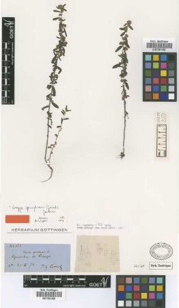 Erigeron spiciformis Griseb. [holotype]