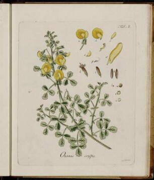 Tab. I. Ononis crispa