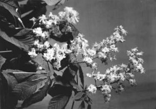 Gewöhnliche Rosskastanie (Aesculus hippocastanum), auch Gemeine Rosskastanie oder Weiße Rosskastanie. Blütenstände