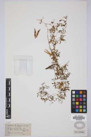 Vicia capreolata Lowe