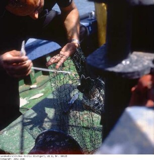 Israel: Fischfang See Genezareth