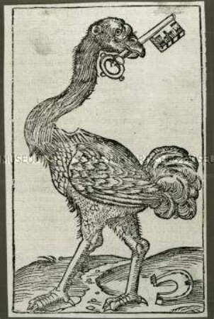 Vogel Strauß mit Schlüssel im Schnabel - aus Münster/Cosmographia