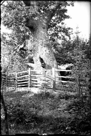 Dresden-Hellerau, Großer Baum