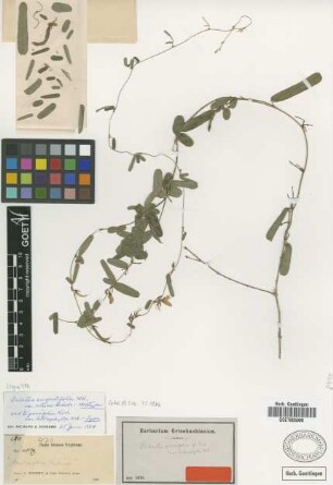 Galactia parvifolia A.Rich. var. Urb. heterophylla[type]