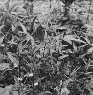 Sumpf-Helmkraut : Sumpf-Helmkraut (Scutellaria galericulata Linnaeus), auch Kappenhelmkraut genannt.