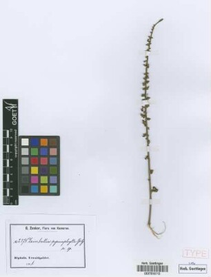 Deinbollia pycnophylla Gilg ex Radlk. [syntype]