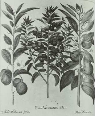 Besler, Basilius und Hieronymus: Zitrone (Citrus medica) II, Apfelsine (Citrus aurantium) I/III