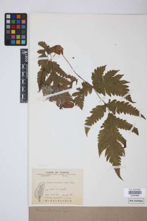 Aspidium (Tectaria) spp.