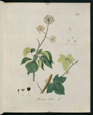 Hedera helix L.