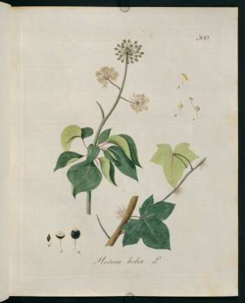 Hedera helix L.