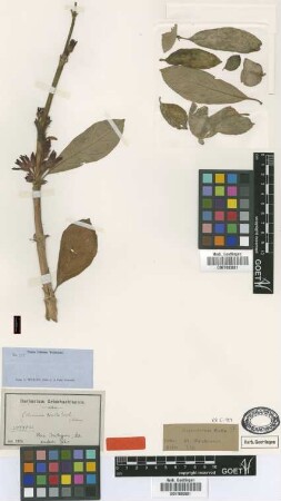 Columnea tincta Griseb. [isotype]